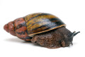 Archachatina sp. Calabar, Nigeria, adult, 7,5 cm